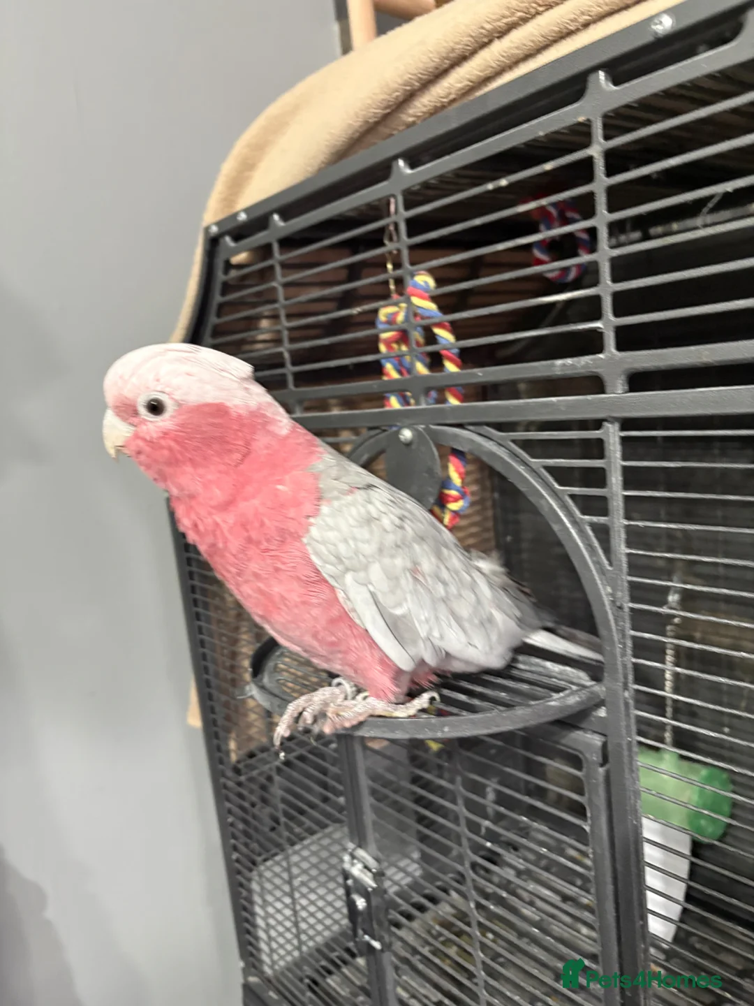 Cockatoo birds for sale: Galah cockatoo in Halifax - Advert 2