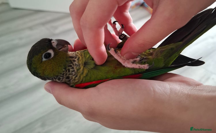 Conures birds - Advert 17