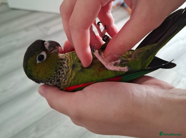 Conures birds - Advert 10