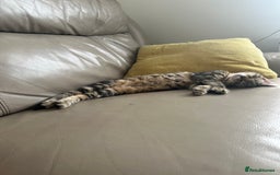 British Shorthair cats for sale: Tabby Cat - Image 4