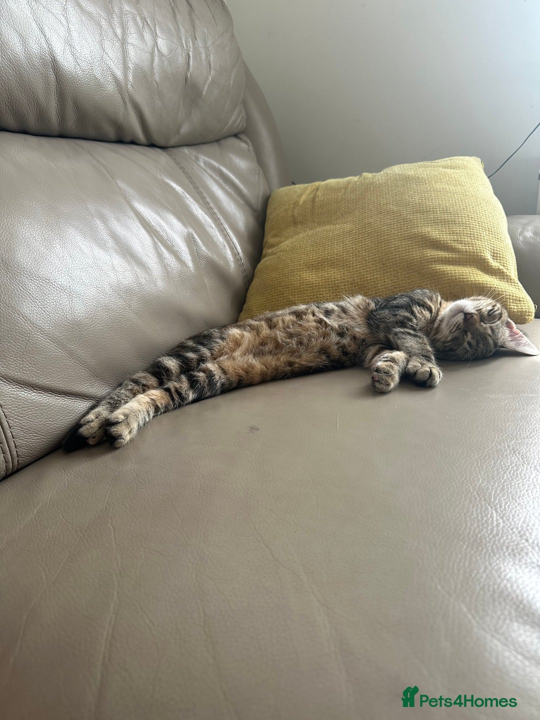 British Shorthair cats for sale: Tabby Cat - Image 4