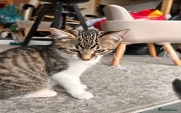 Bombay cats for sale: Friendly and smart Kittens  - Image 3