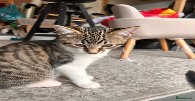 Bombay cats - Advert 5