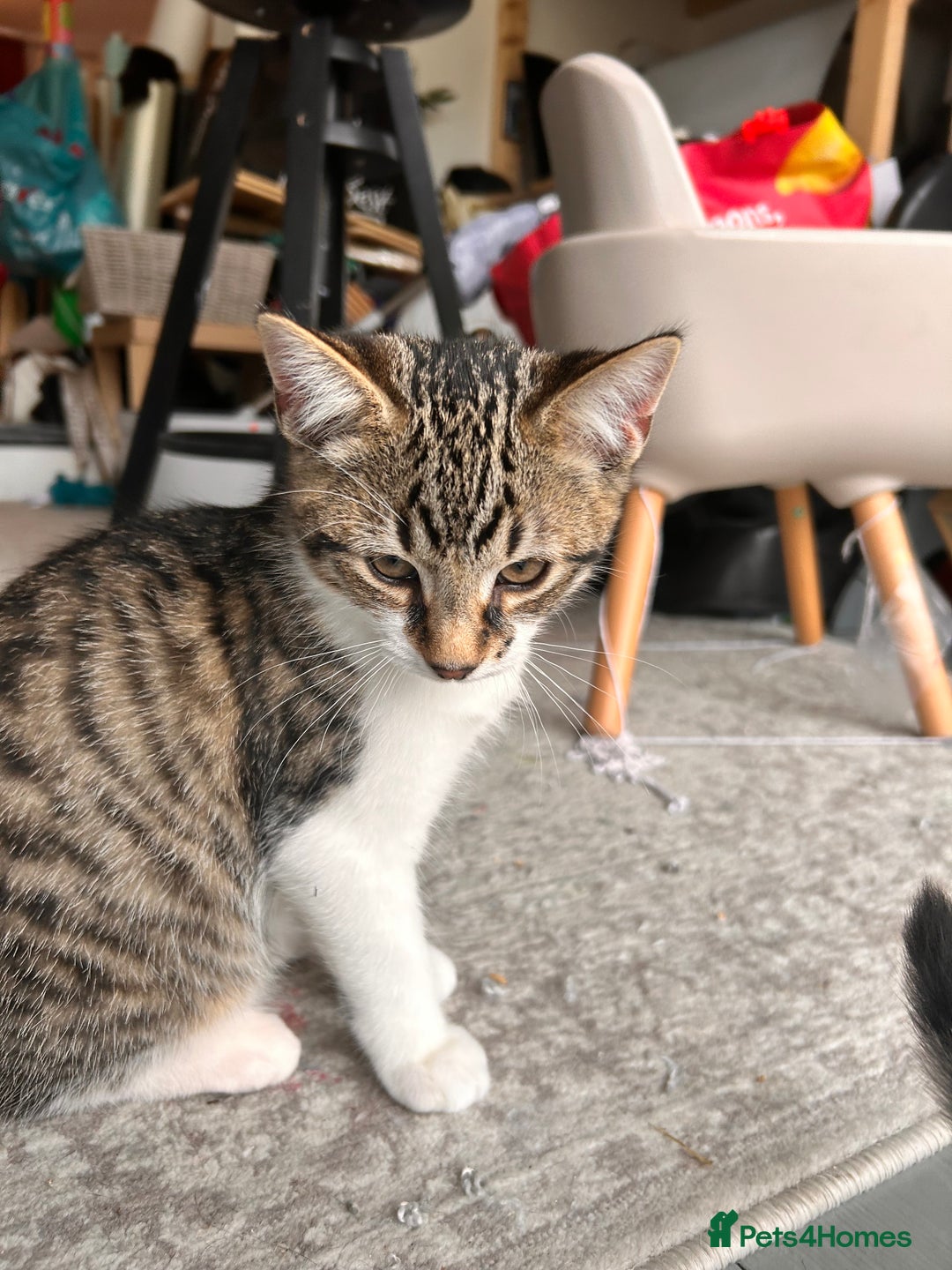 Bombay cats for sale: Friendly and smart Kittens  - Image 3
