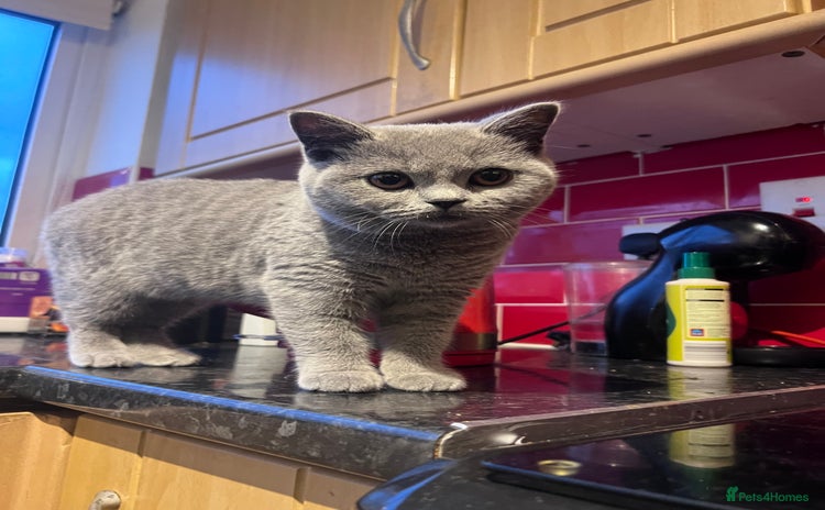 British Shorthair cats - Advert 10