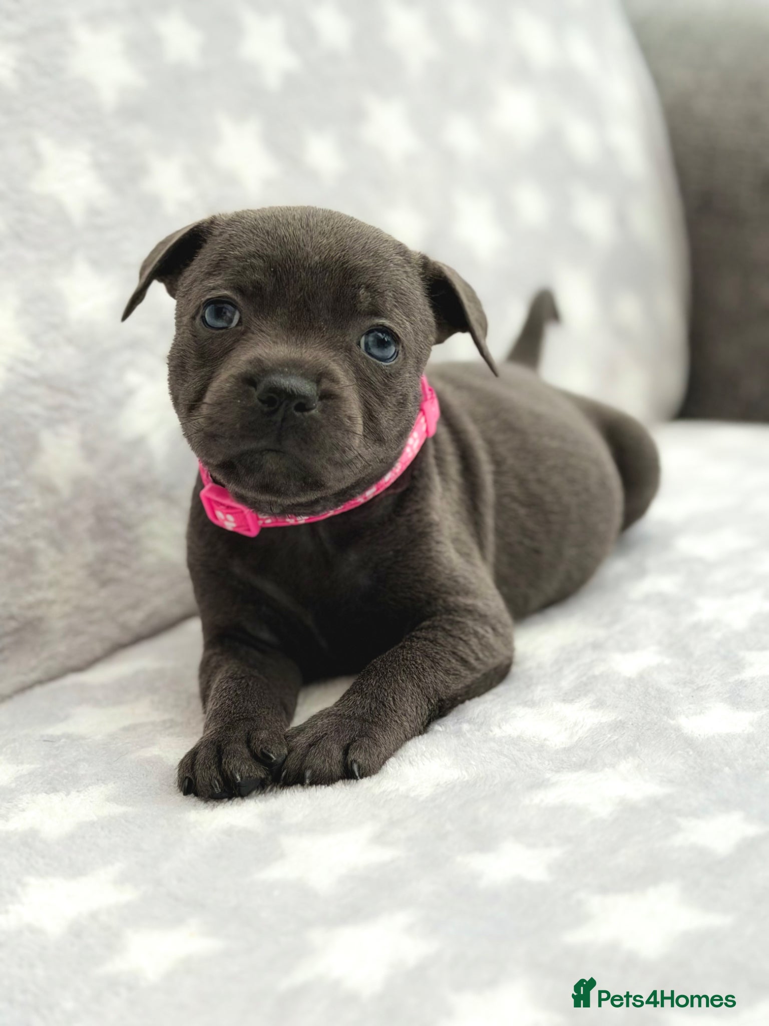 Staffordshire Bull Terrier dogs Kc blue staffordshire bullterrier puppies - Advert 1