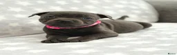 Staffordshire Bull Terrier dogs for sale: Kc blue staffordshire bullterrier puppies - Advert 36