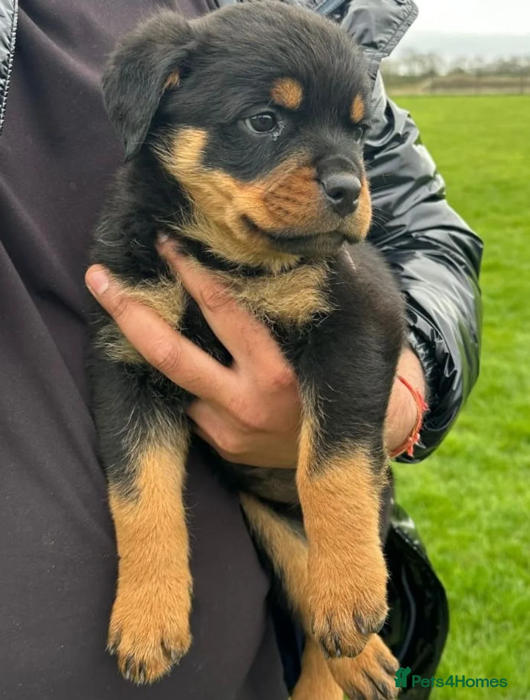 Rottweiler dogs for sale: Rottweiler pups READY TO GO KC Registered/Champion - Advert 1