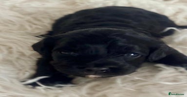 Cavapoo dogs - Advert 9