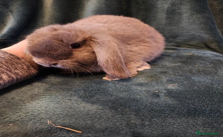 Mini Lion Lop rabbits - Advert 8