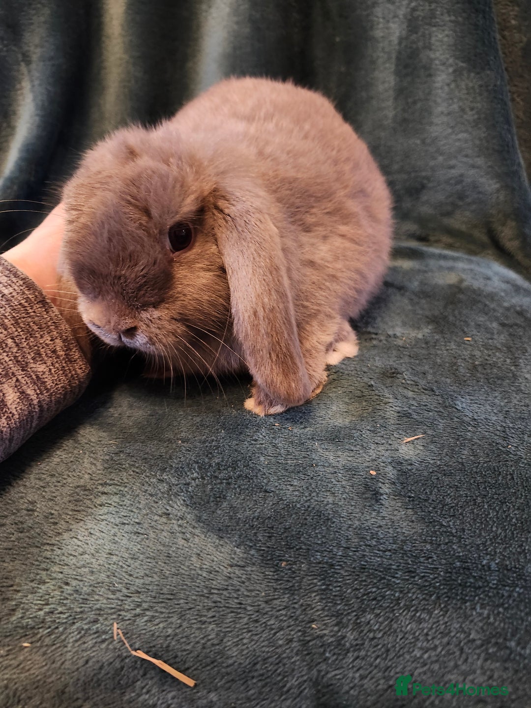 Mini Lion Lop rabbits for sale: Mini Lion lop, rew and blue point - Image 1