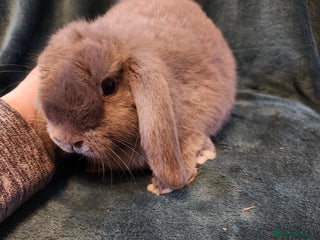 Mini Lion Lop rabbits - Advert 16