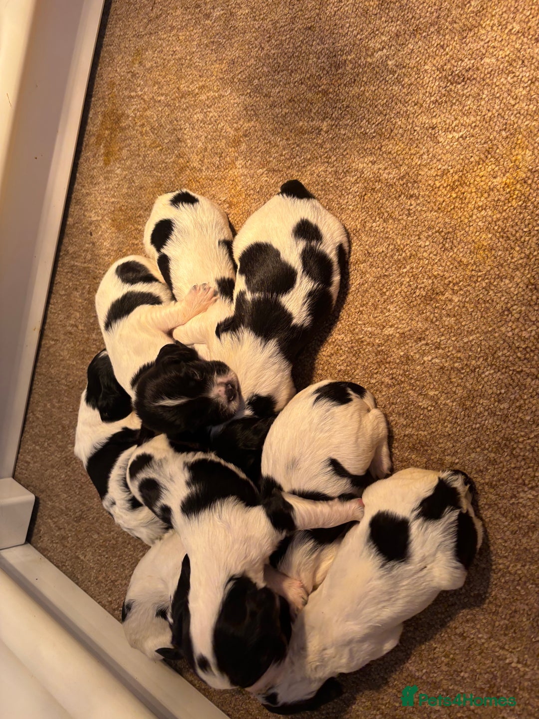 Sprocker dogs for sale: Sprocker puppies  - Image 2