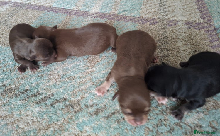 Chihuahua dogs - Advert 1