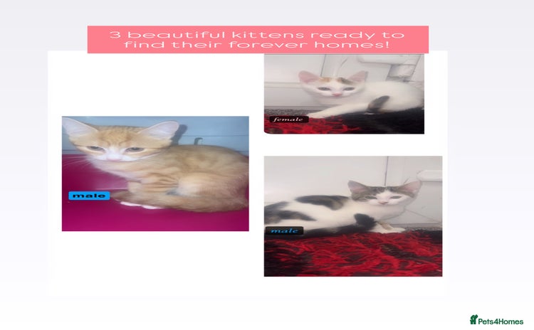 Mixed Breed cats - Advert 5
