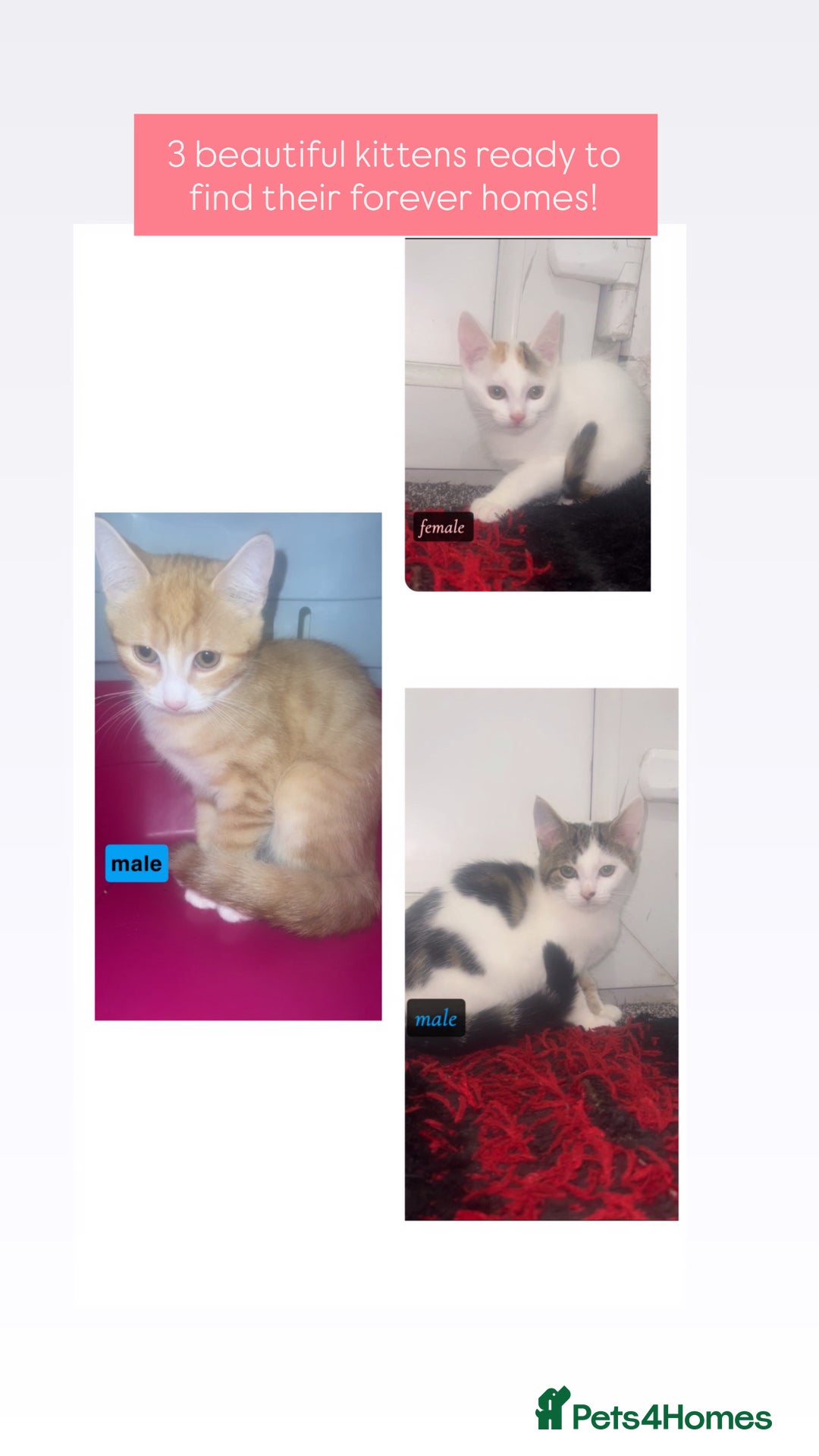 Mixed Breed cats for sale: 2 males & 1 female kitten  - Image 1
