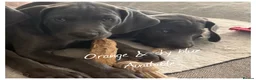 Weimaraner dogs for sale: KC Reg Weimaraner Puppies Silver & Blue - Advert 5