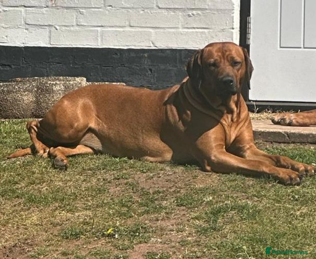 Rhodesian Ridgeback dogs for sale: * CUTENESS ALERT * READY END OF JANUARY - Advert 16