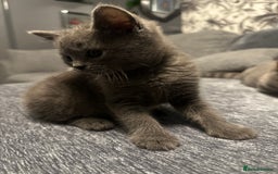 British Shorthair cats for sale: Two Beautiful British Shorthair  kittens for Sale - Image 3