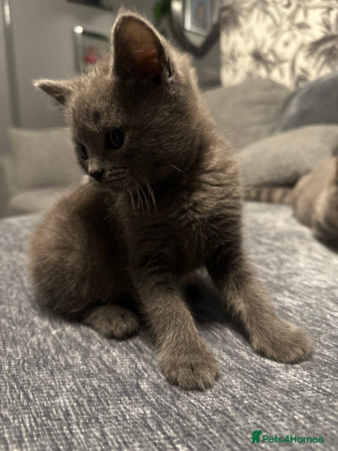 British Shorthair cats for sale: Two Beautiful British Shorthair  kittens for Sale - Image 3