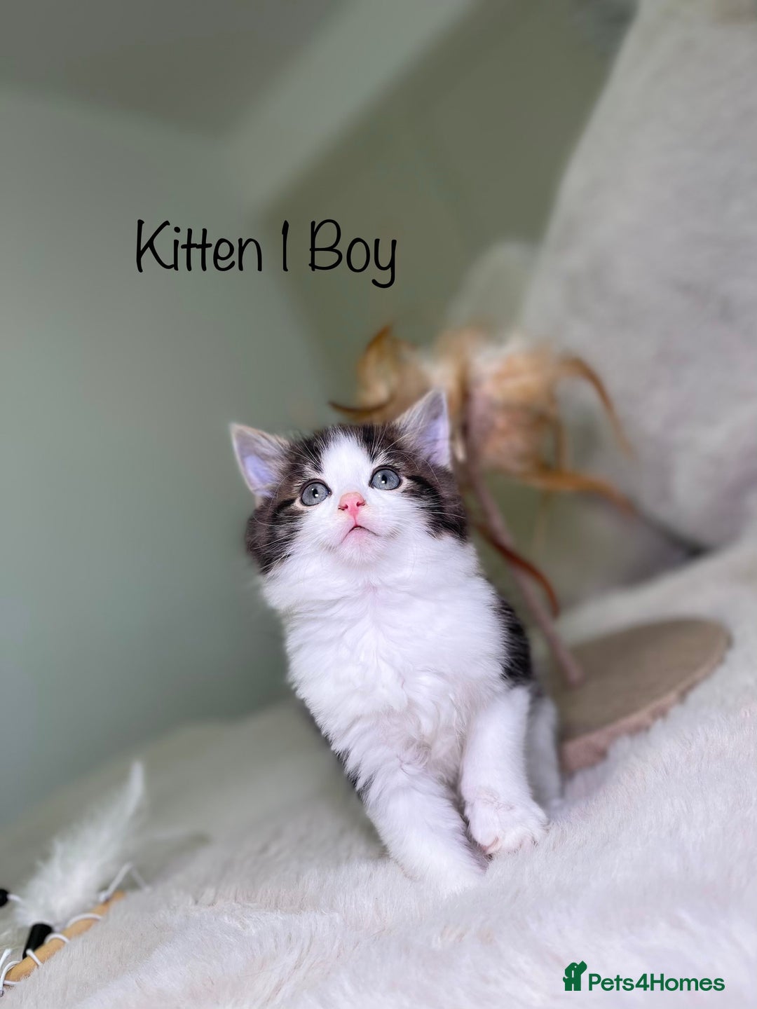 Mixed Breed cats for sale: Beautiful kittens 8 weeks old ready now  - Advert 4