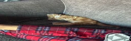 Mixed Breed cats for sale: Ginger long hair kitten - Advert 4