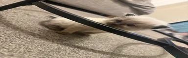 Ragdoll Kitten 1