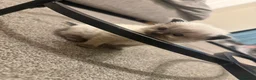 Ragdoll cats for sale: 🐾Last 2 Male Ragdolls 🐾 - Advert 14