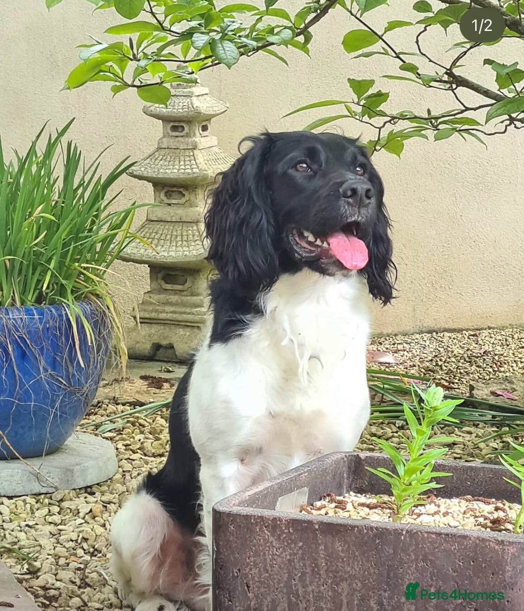 English Springer Spaniel dogs for sale: Springer spaniel puppies for sale  - Image 25