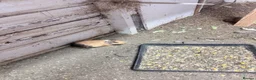 Guinea Pig rodents for sale: 10 Guinea pigs for sale  - Advert 7