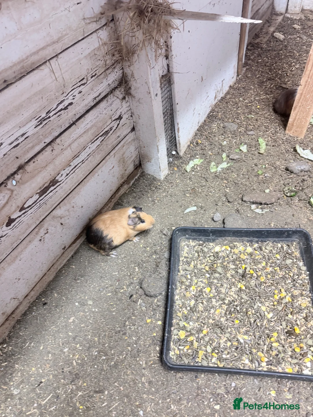 Guinea Pig rodents for sale: 10 Guinea pigs for sale  - Advert 7