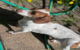 Miniature Dachshund dogs for sale: Beautiful mini dachshund for sale  - Image 2