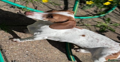 Miniature Dachshund dogs - Advert 10