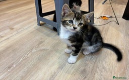 Siberian cats for sale: Adorable Siberian Forest Mix Kittens - Image 11