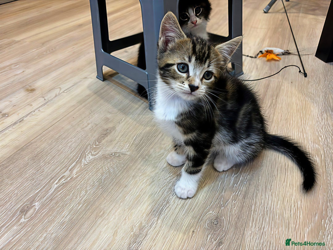 Siberian cats for sale: Adorable Siberian Forest Mix Kittens - Image 11