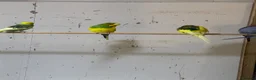 Budgerigars birds for sale: Adult budgies  - Advert 3