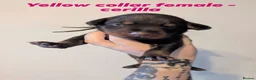 Dobermann dogs for sale: European doberman puppies  in Birkenhead - Advert 13