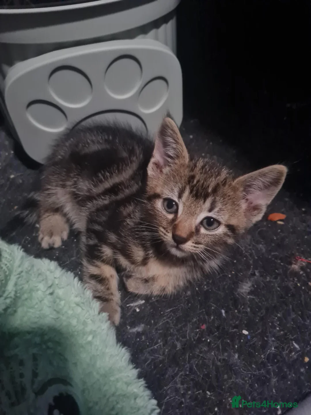 Mixed Breed cats for sale: Male kitten for sale in London - Advert 6