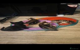 Savannah cats for sale: Savannah x Kittens - Image 12