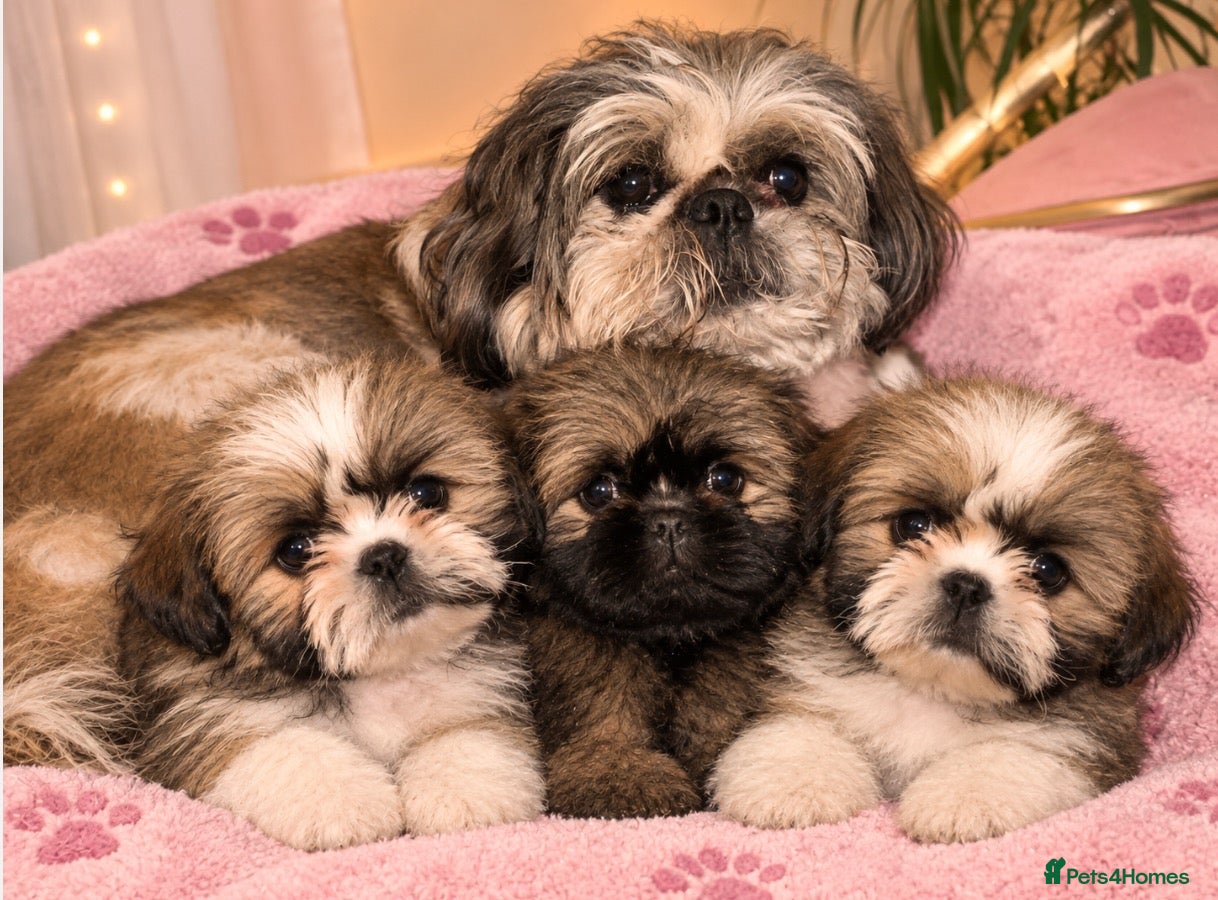 Shih Tzu dogs ✨✨Beautiful Shih TzuPuppies ✨✨ 🍯🌰🍪🧁🧸🐶 - Advert 1