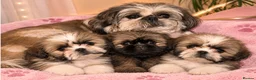 Shih Tzu dogs for sale: ✨✨Beautiful Shih TzuPuppies ✨✨ 🍯🌰🍪🧁🧸🐶 - Advert 1