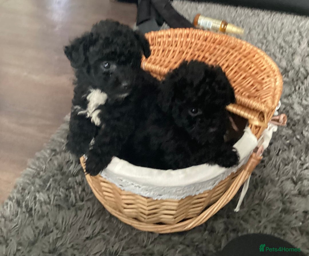 Jackapoo dogs for sale: 2 Toy poodle 3/4 Boys - Image 7