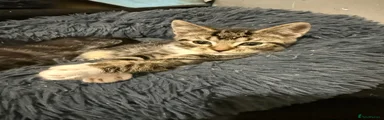 Domestic Shorthair Kitten 3