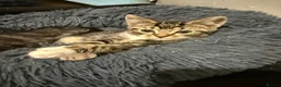 Domestic Shorthair cats for sale: Kittens for sale  - Advert 3
