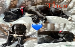 Mixed Breed dogs for sale: Sprockador puppies  - Image 5