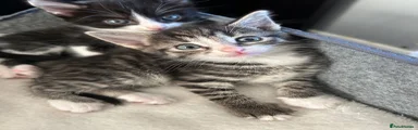 Tabby female