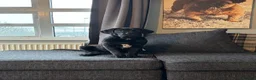 Cane Corso dogs for sale: Cane corso  in Bristol - Advert 5