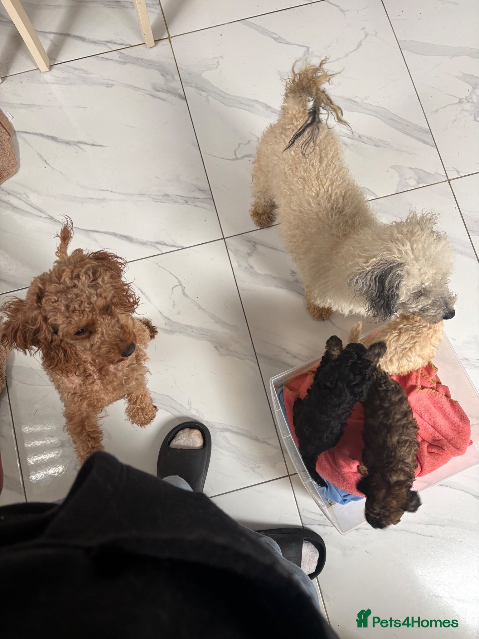 Toy Poodle dogs Exceptional Toy poodles for sale - Advert 8