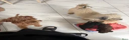 Toy Poodle dogs for sale: Ready to go Exceptional Toy poodles for sale - Advert 7