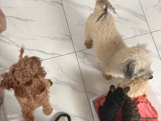 Toy Poodle dogs Exceptional Toy poodles for sale - Advert 8